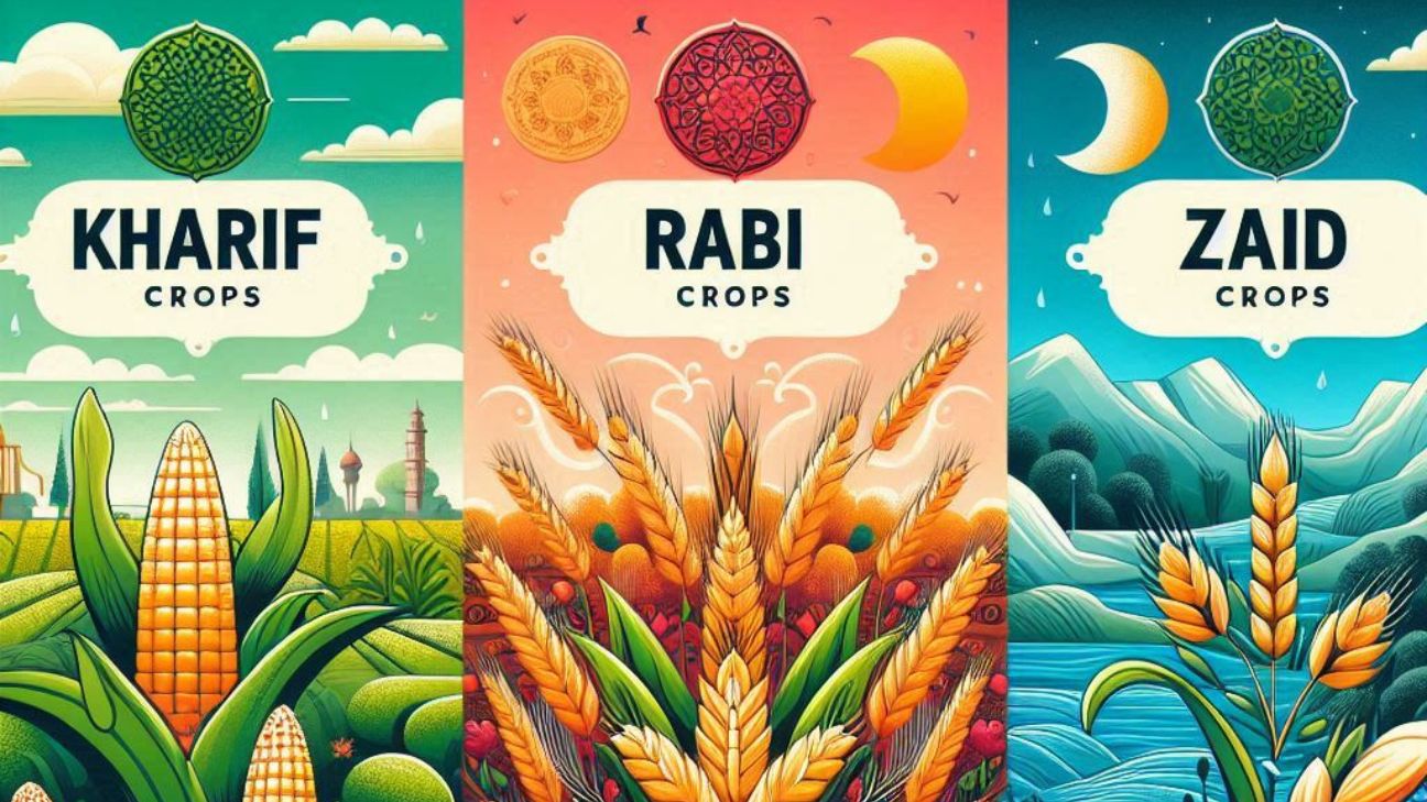 Agricultural crops in India Kharif, Rabi, and Zaid crops