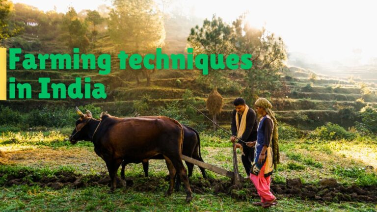 Farmers engaging in traditional subsistence farming in rural India, growing staple crops such as rice and wheat.