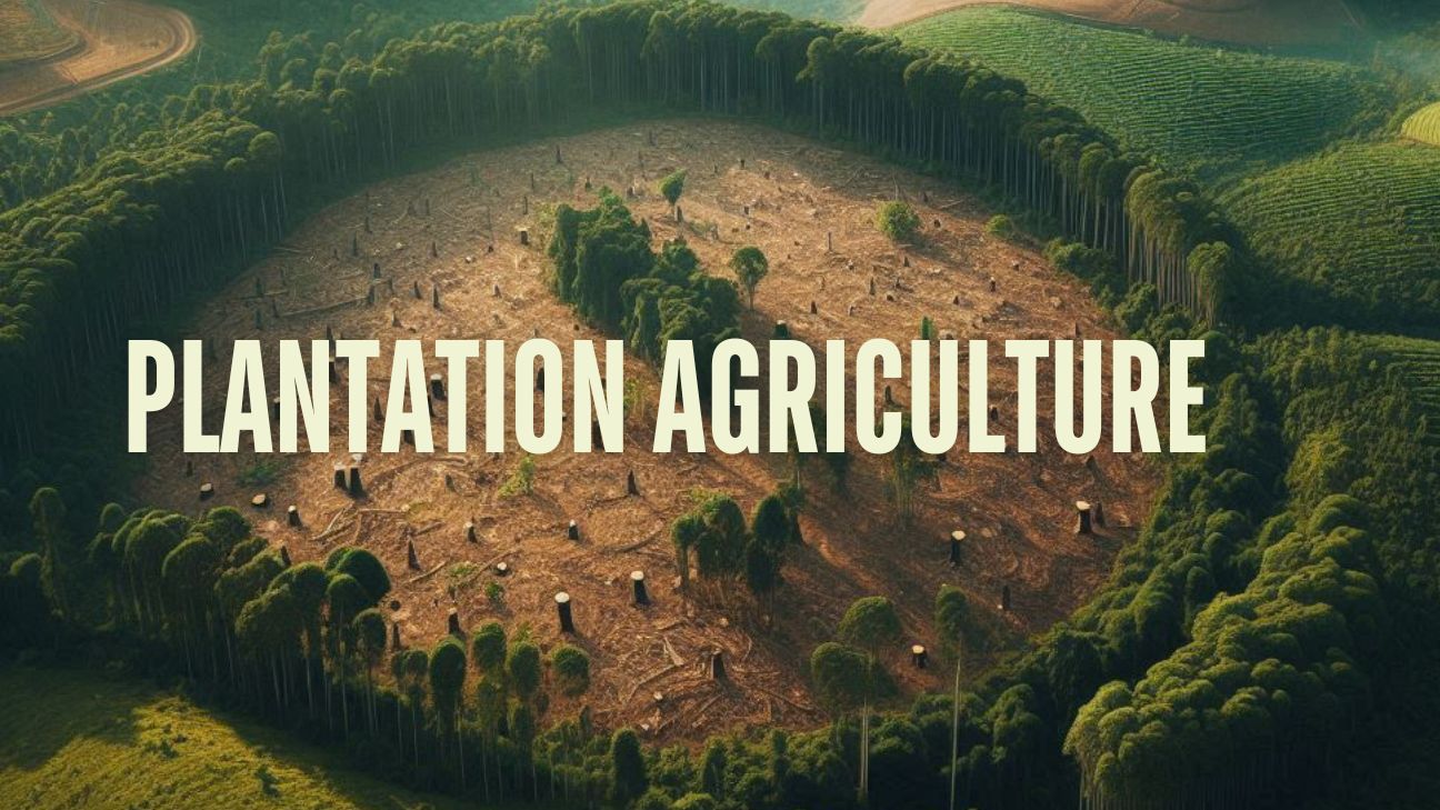 Plantation agriculture in lush fields with rows of crops